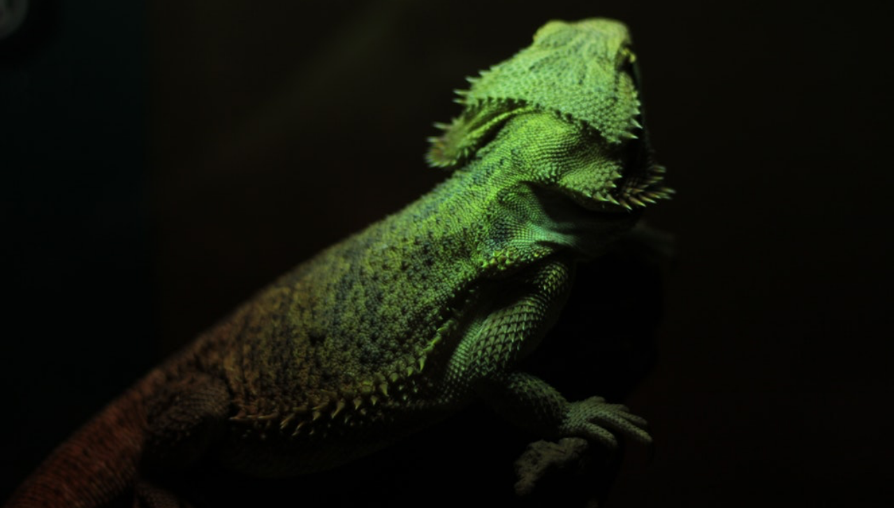 iguana-header